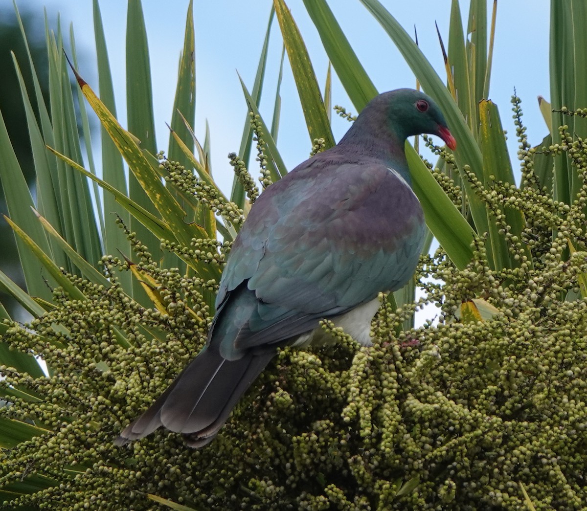 New Zealand Pigeon - ML631803798