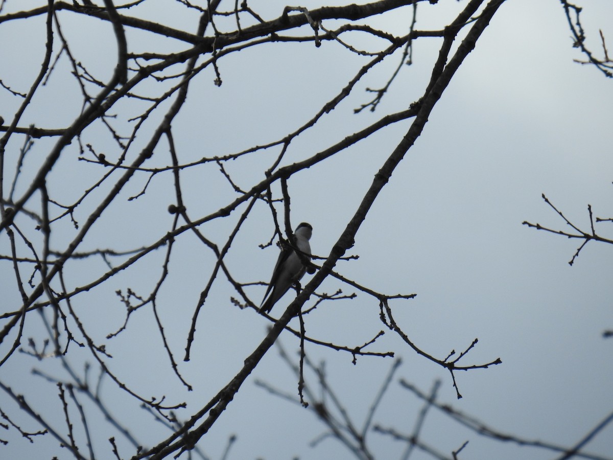 Tree Swallow - ML631803849