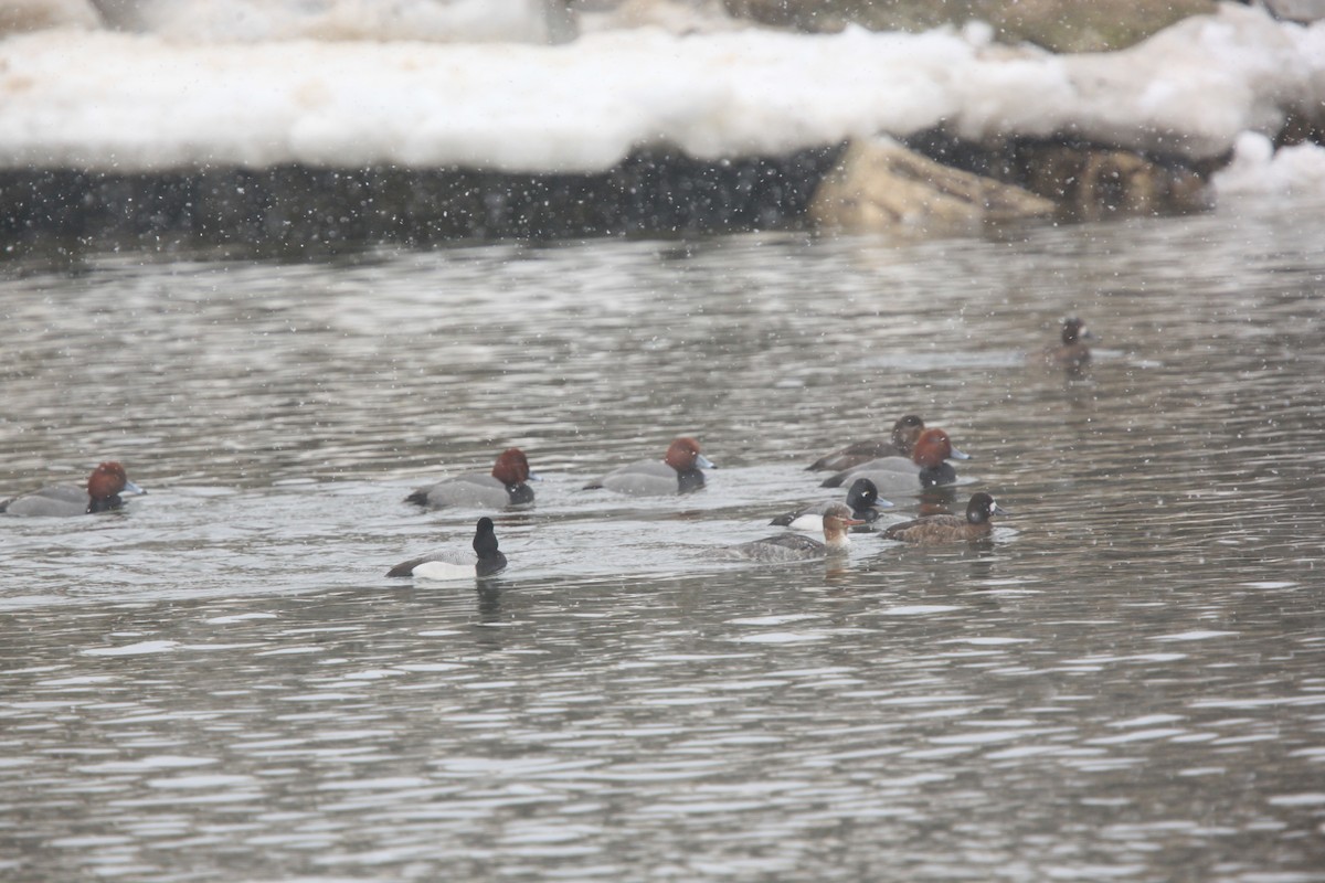 Lesser Scaup - ML631803852