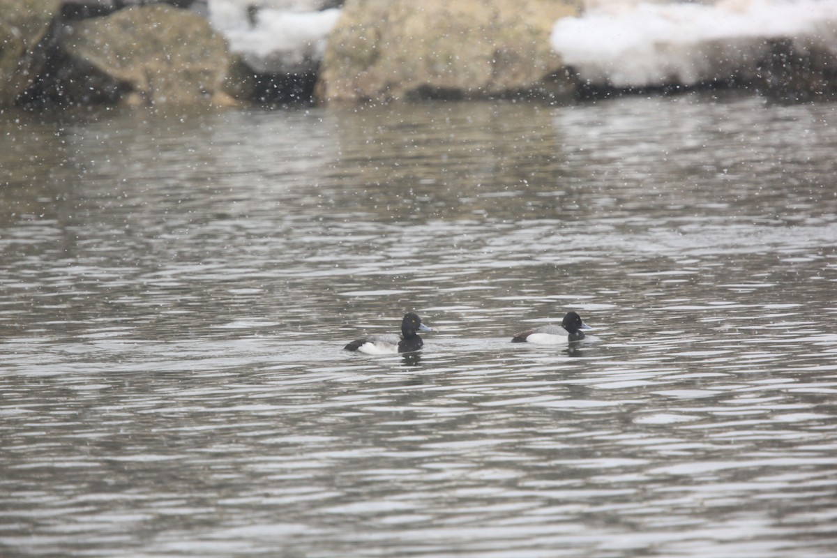 Lesser Scaup - ML631803853
