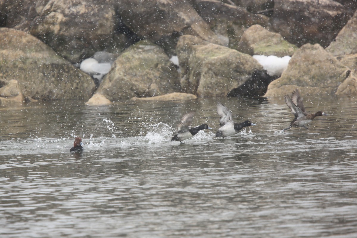 Lesser Scaup - ML631803854
