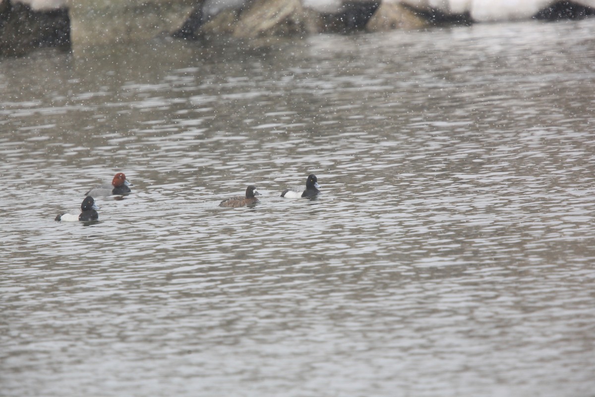 Lesser Scaup - ML631803855
