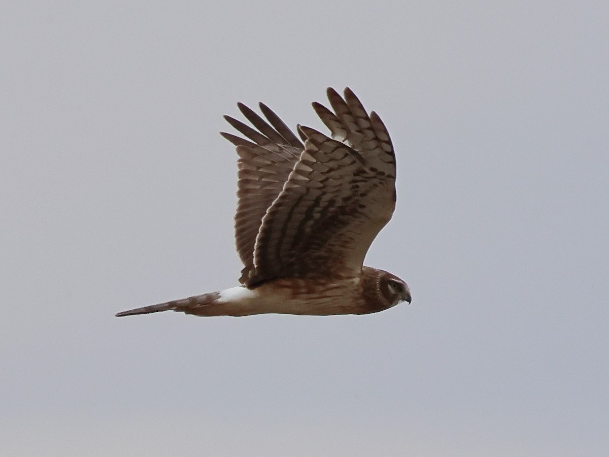 mørkmyrhauk - ML631803890
