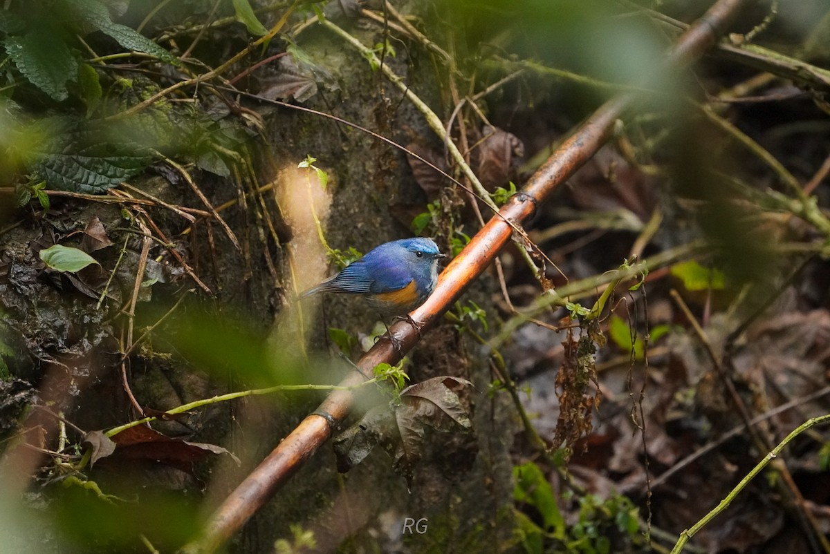 Himalayan Bluetail - ML631804180