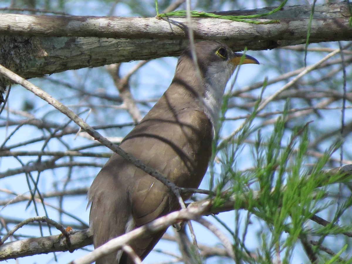 Yellow-billed Cuckoo - ML631804302