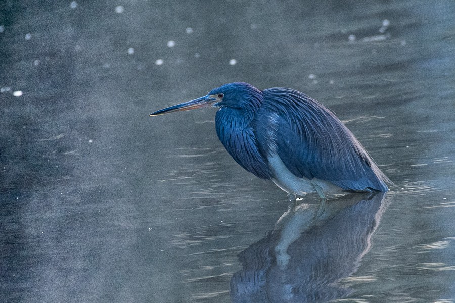 Tricolored Heron - ML631804348
