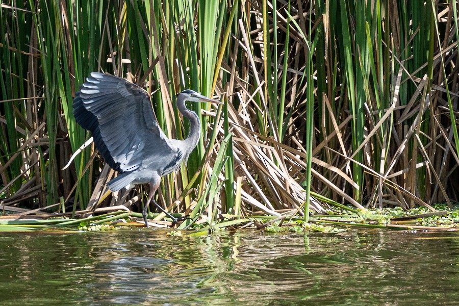 Great Blue Heron - ML631804387