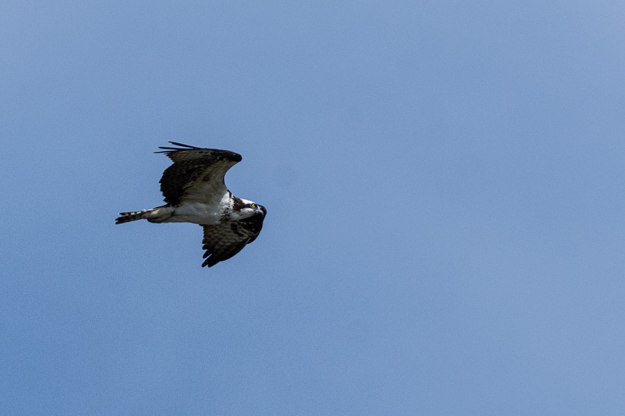 Osprey - ML631804398