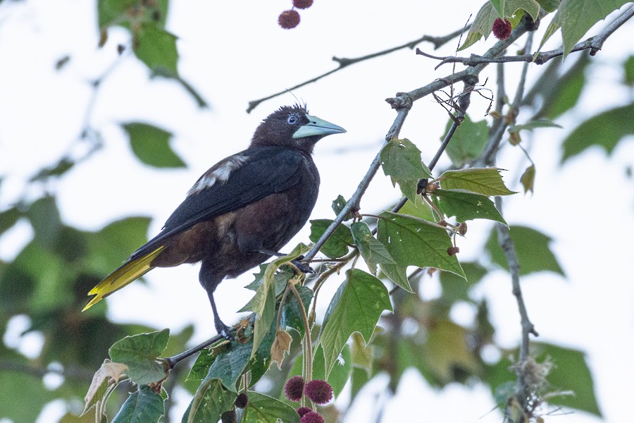 Chestnut-headed Oropendola - ML631804431