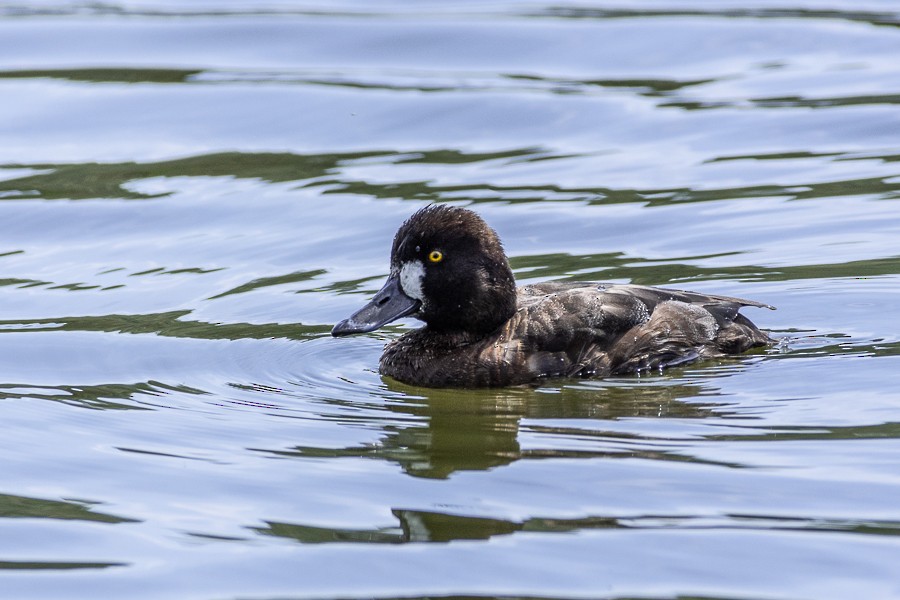 Lesser Scaup - ML631804483