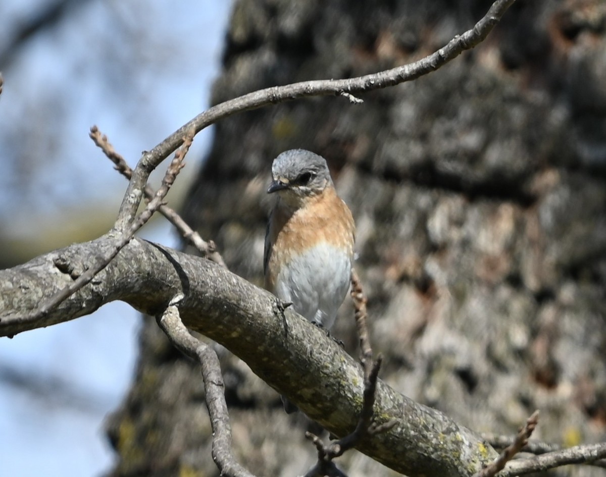 Eastern Bluebird - ML631804648