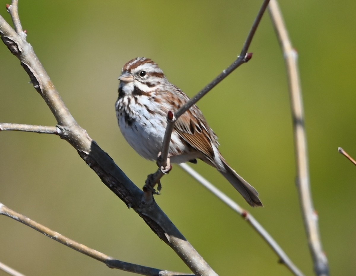 Song Sparrow - ML631804659