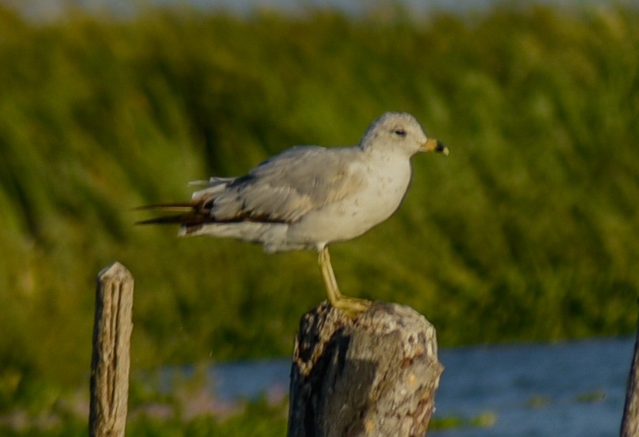 Ring-billed Gull - ML631804677