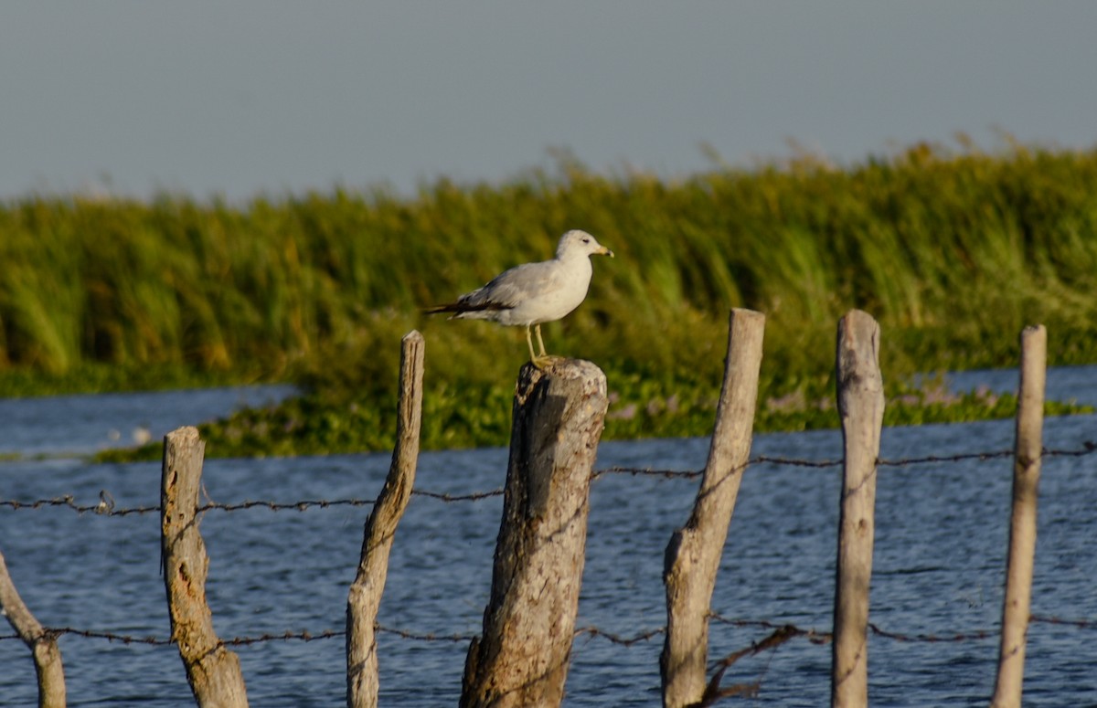 Ring-billed Gull - ML631804678
