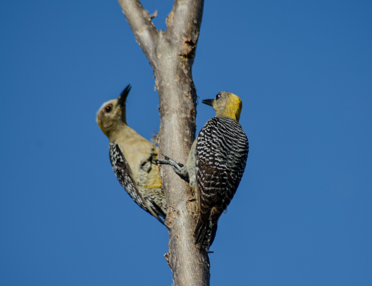 Hoffmann's Woodpecker - ML631804693