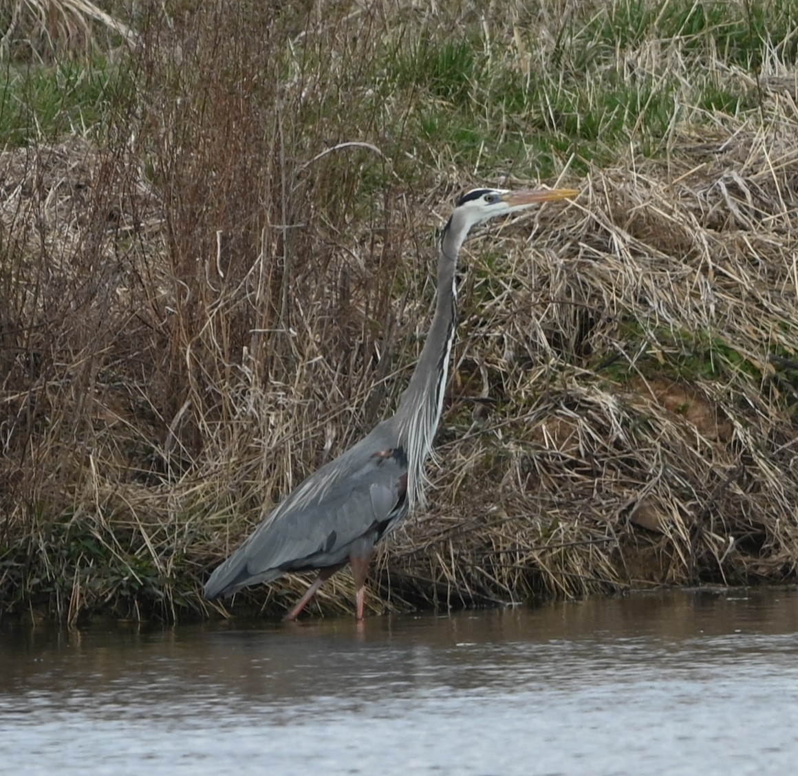 Great Blue Heron - ML631804705