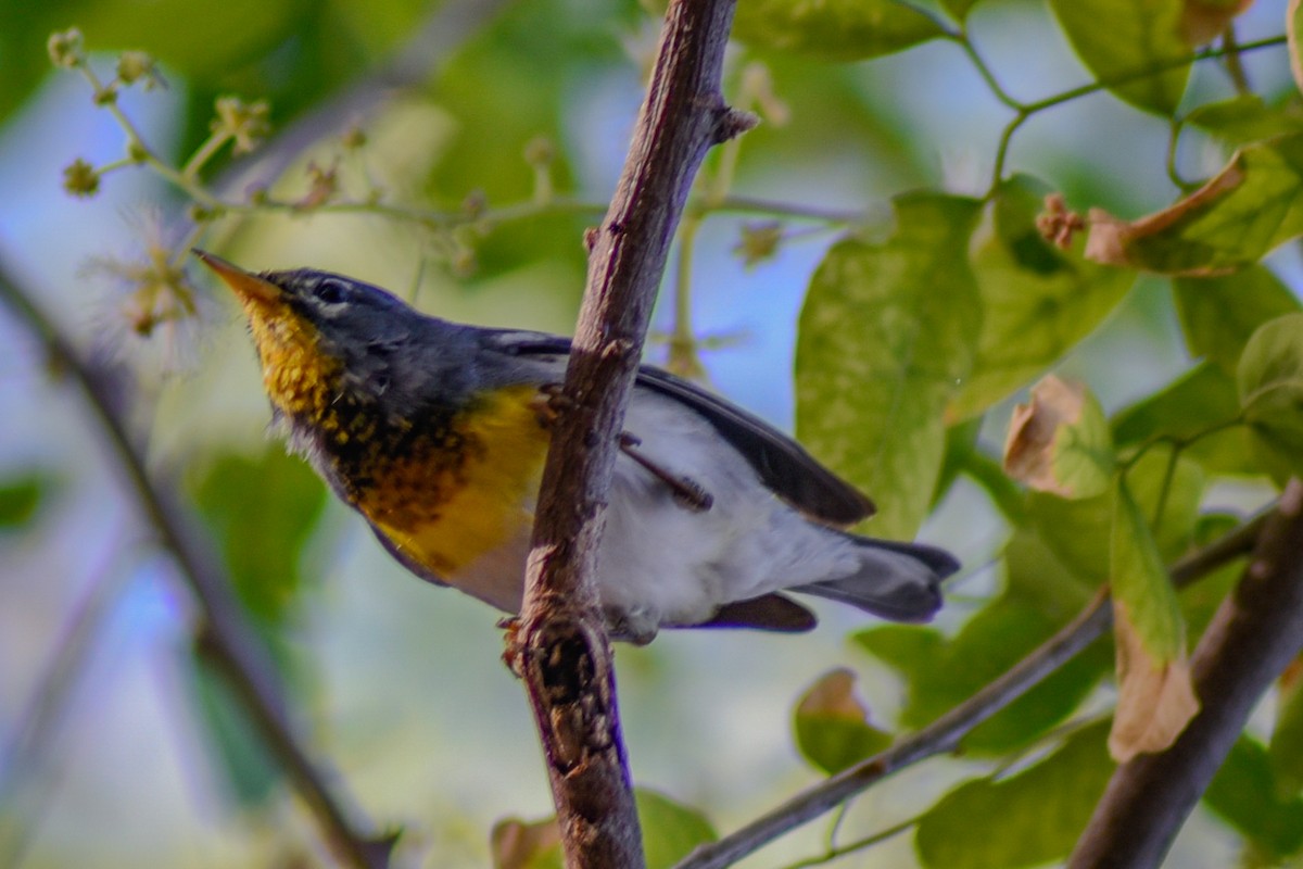 Northern Parula - ML631804709