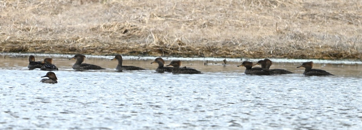 Hooded Merganser - ML631804729