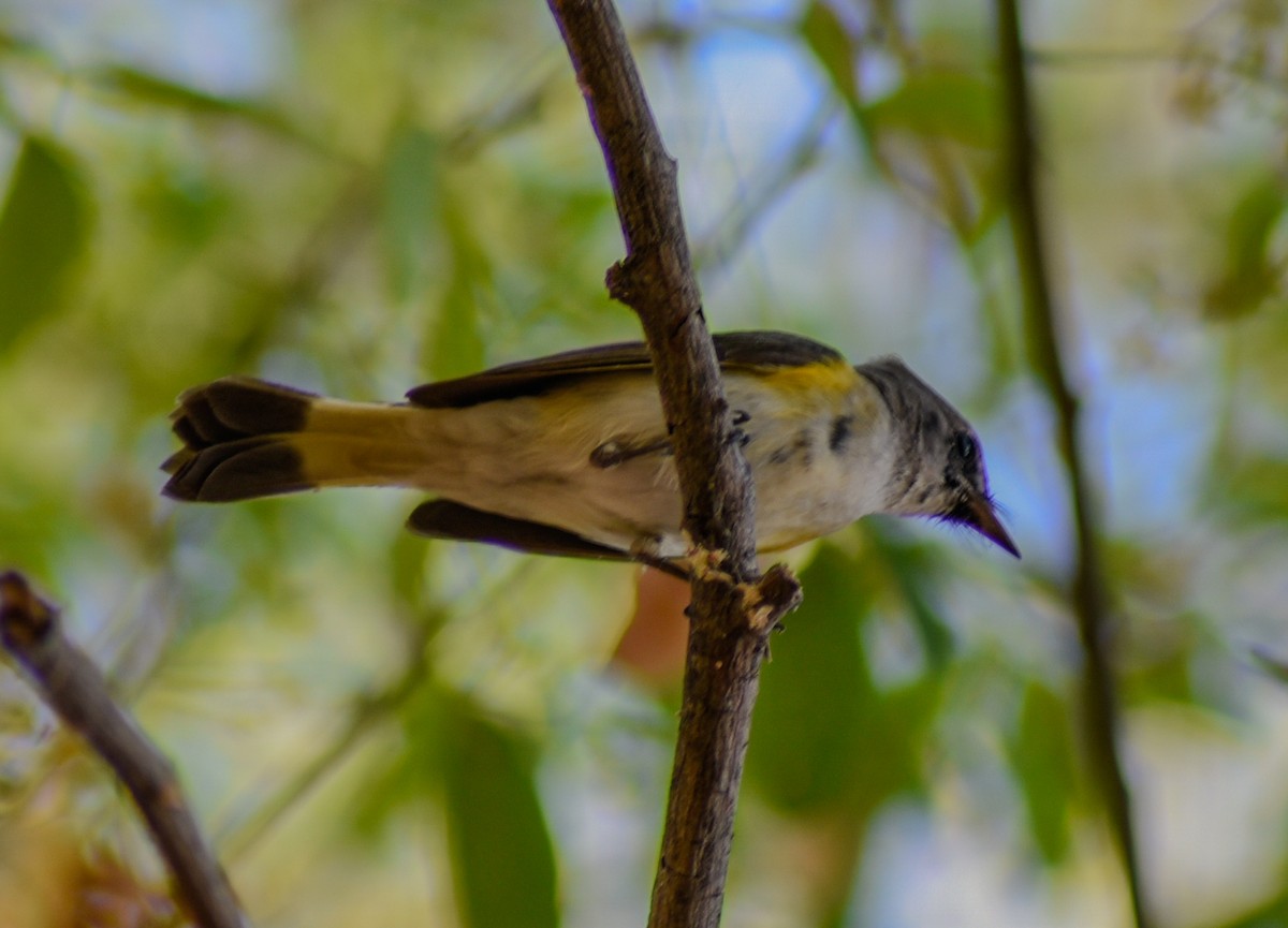 American Redstart - ML631804772