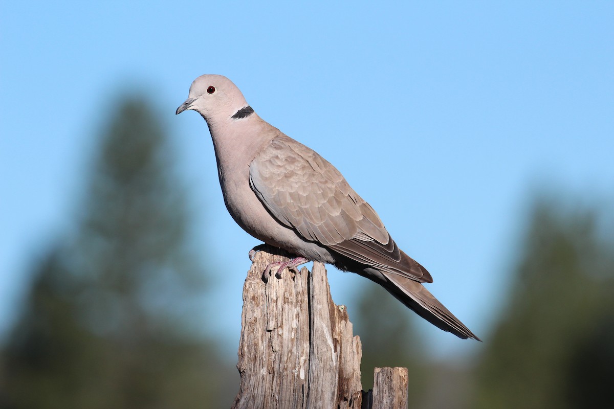 Eurasian Collared-Dove - ML63180491