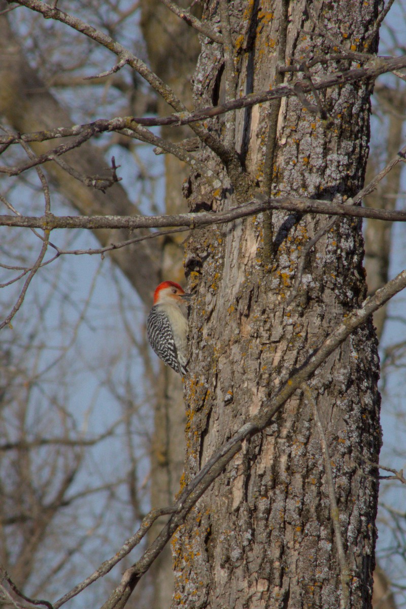 Red-bellied Woodpecker - ML631804988