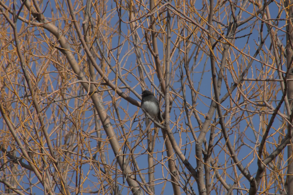Dark-eyed Junco - ML631805005