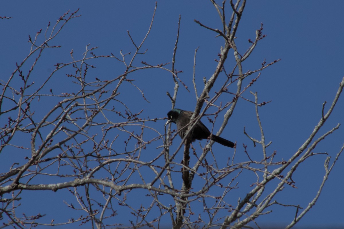 Common Grackle - ML631805160