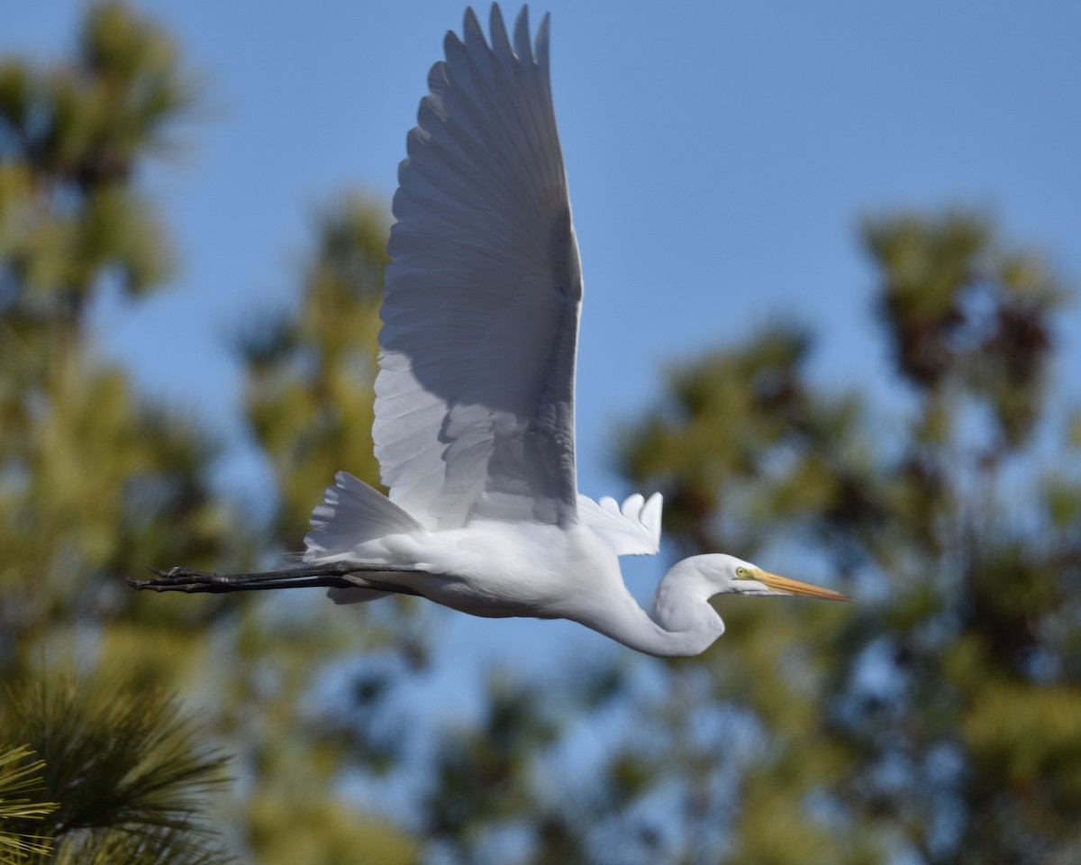 Great Egret - ML631805225
