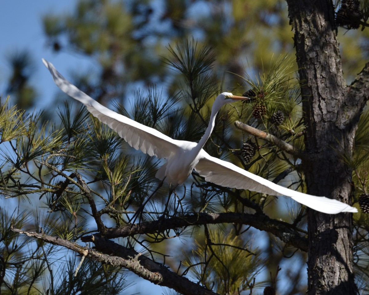 Great Egret - ML631805226