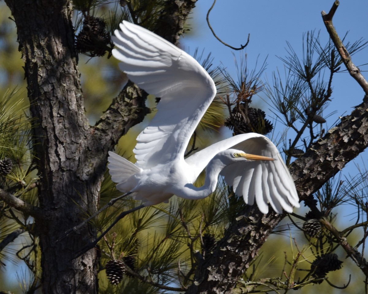 Great Egret - ML631805227