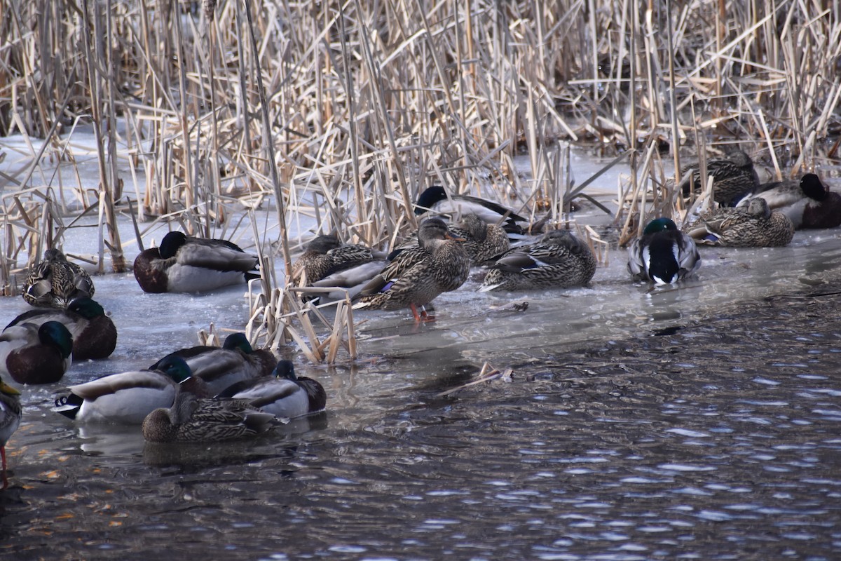 Зэрлэг нугас - ML631805325