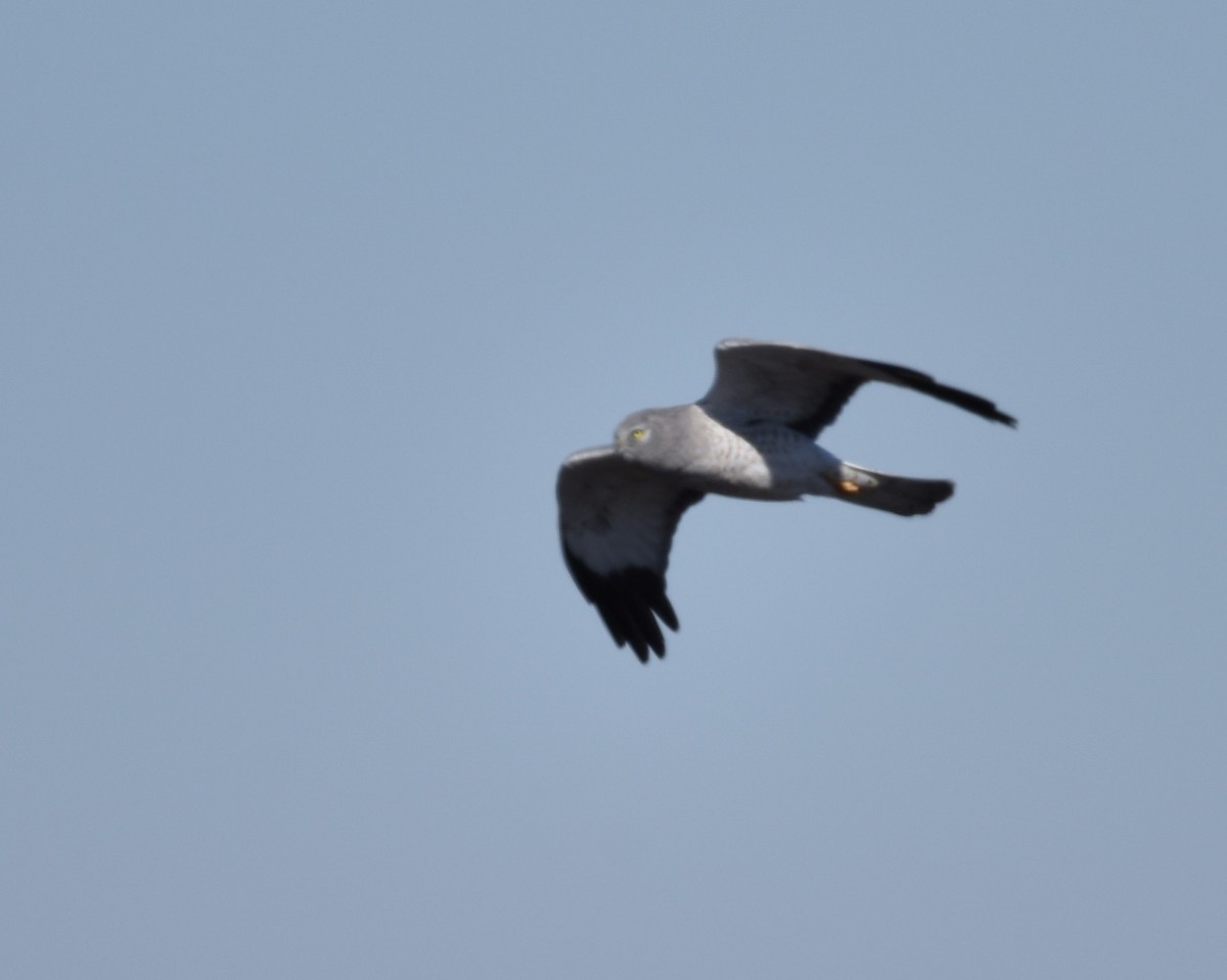 Northern Harrier - ML631805494