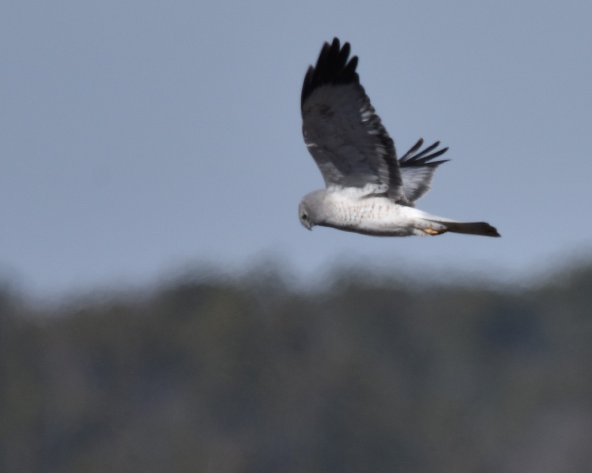 Northern Harrier - ML631805495