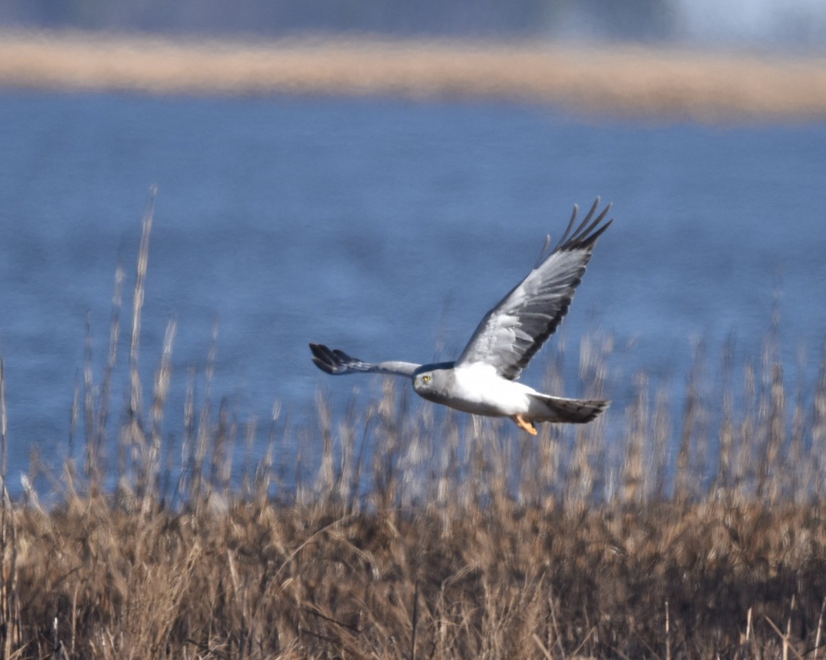 Northern Harrier - ML631805496