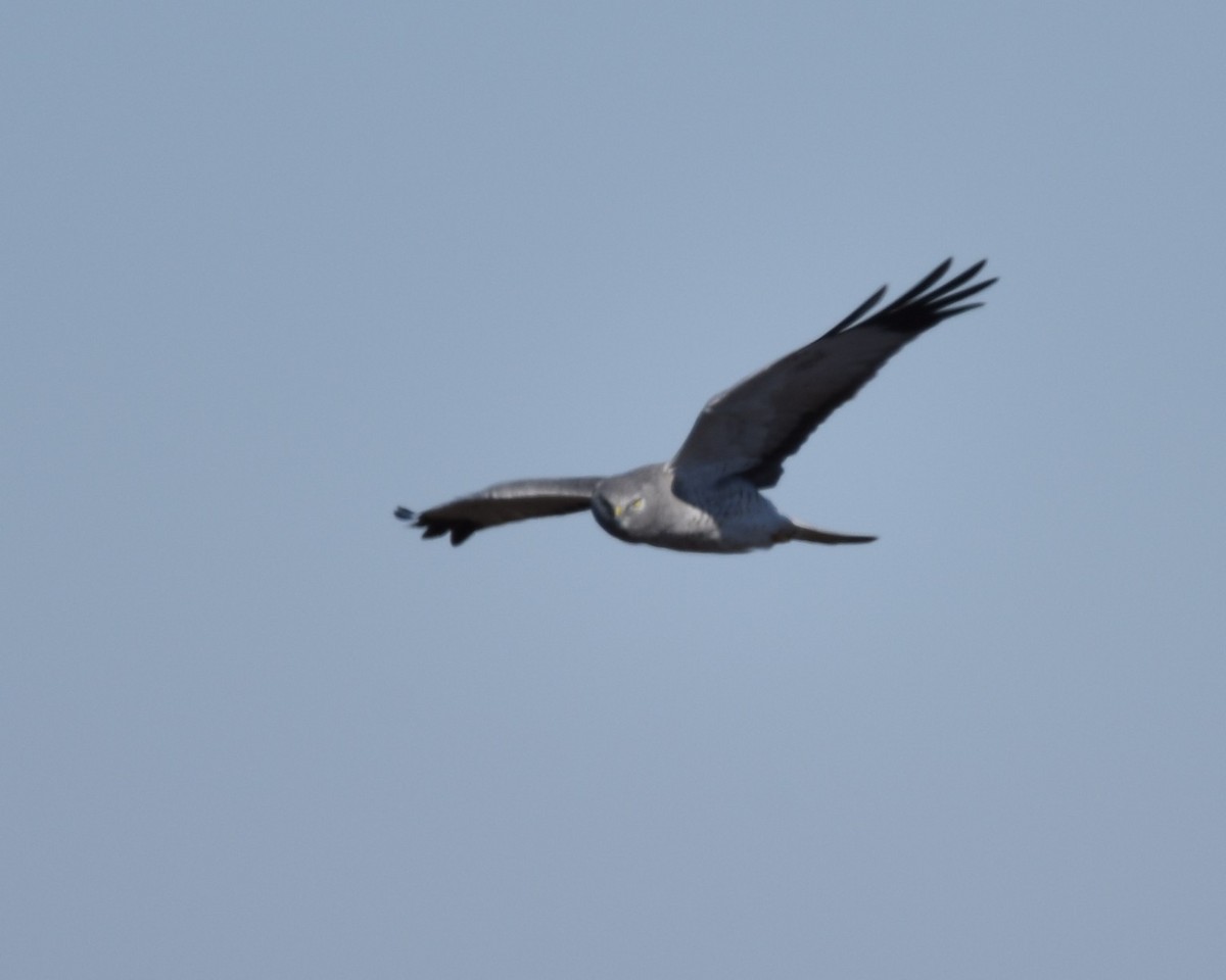 Northern Harrier - ML631805497