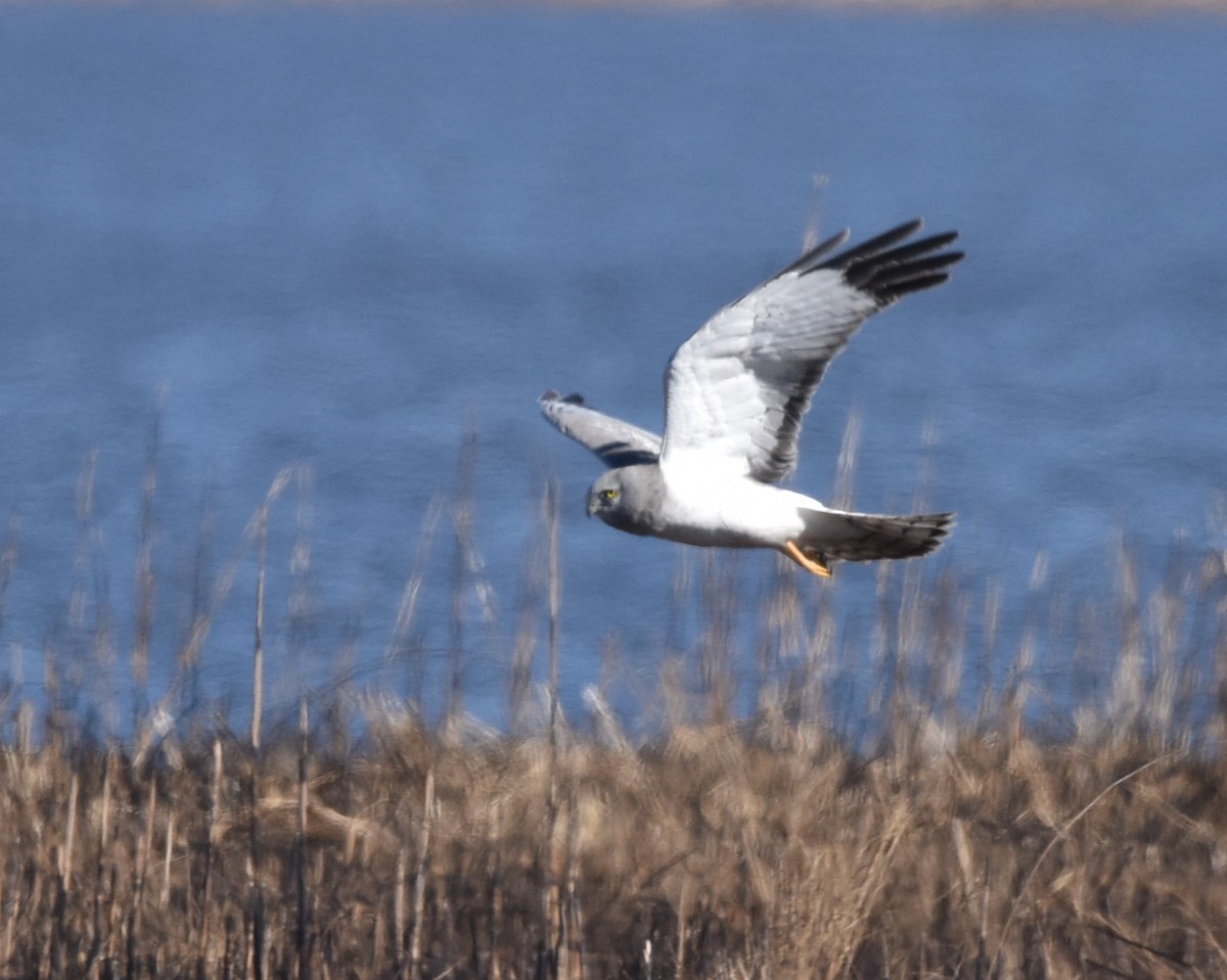 Northern Harrier - ML631805498