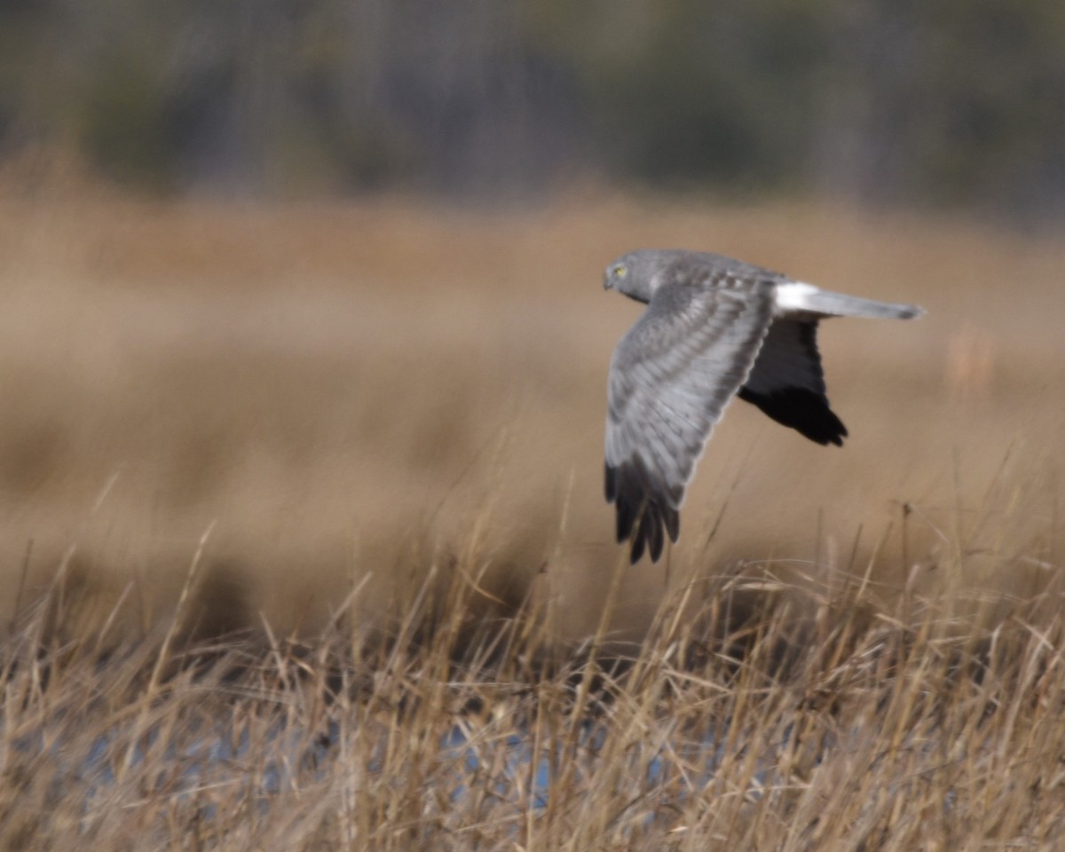 Northern Harrier - ML631805499