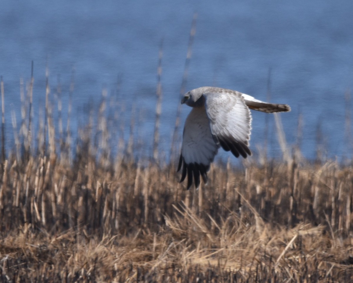 Northern Harrier - ML631805500