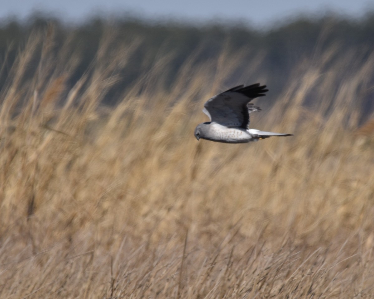 Northern Harrier - ML631805501