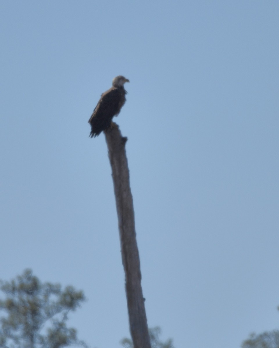 Bald Eagle - ML631805513