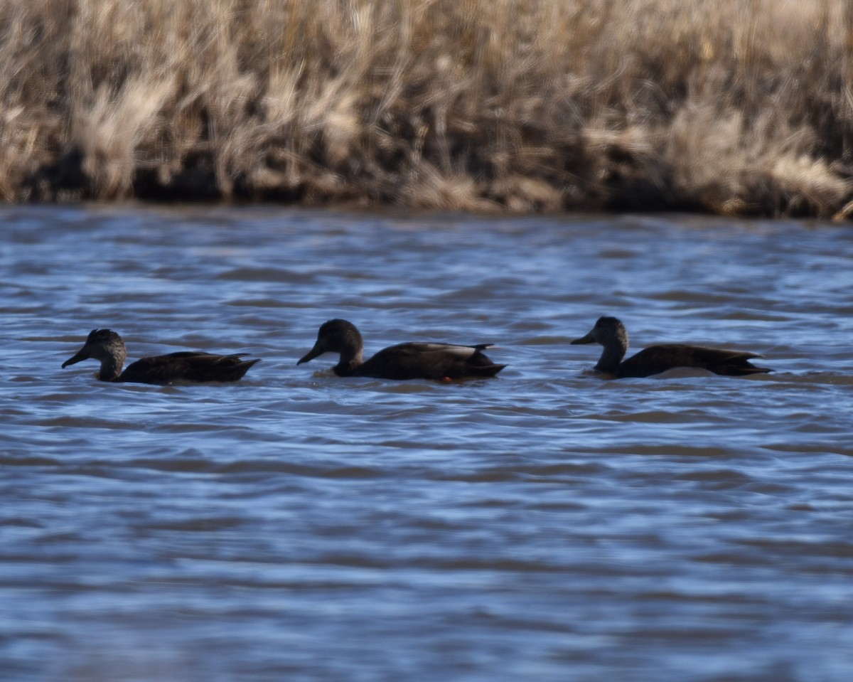 American Black Duck - ML631805539