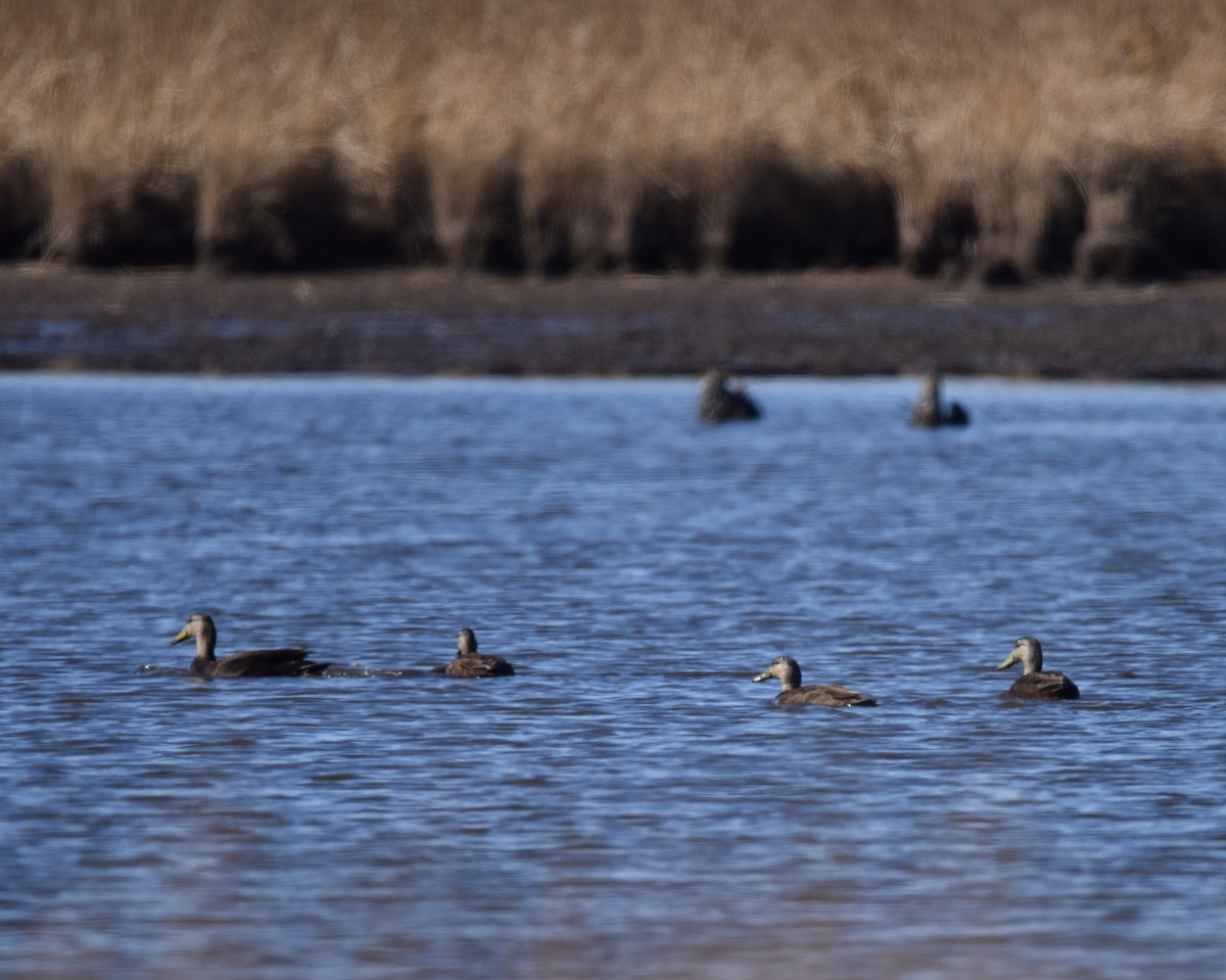 American Black Duck - ML631805540