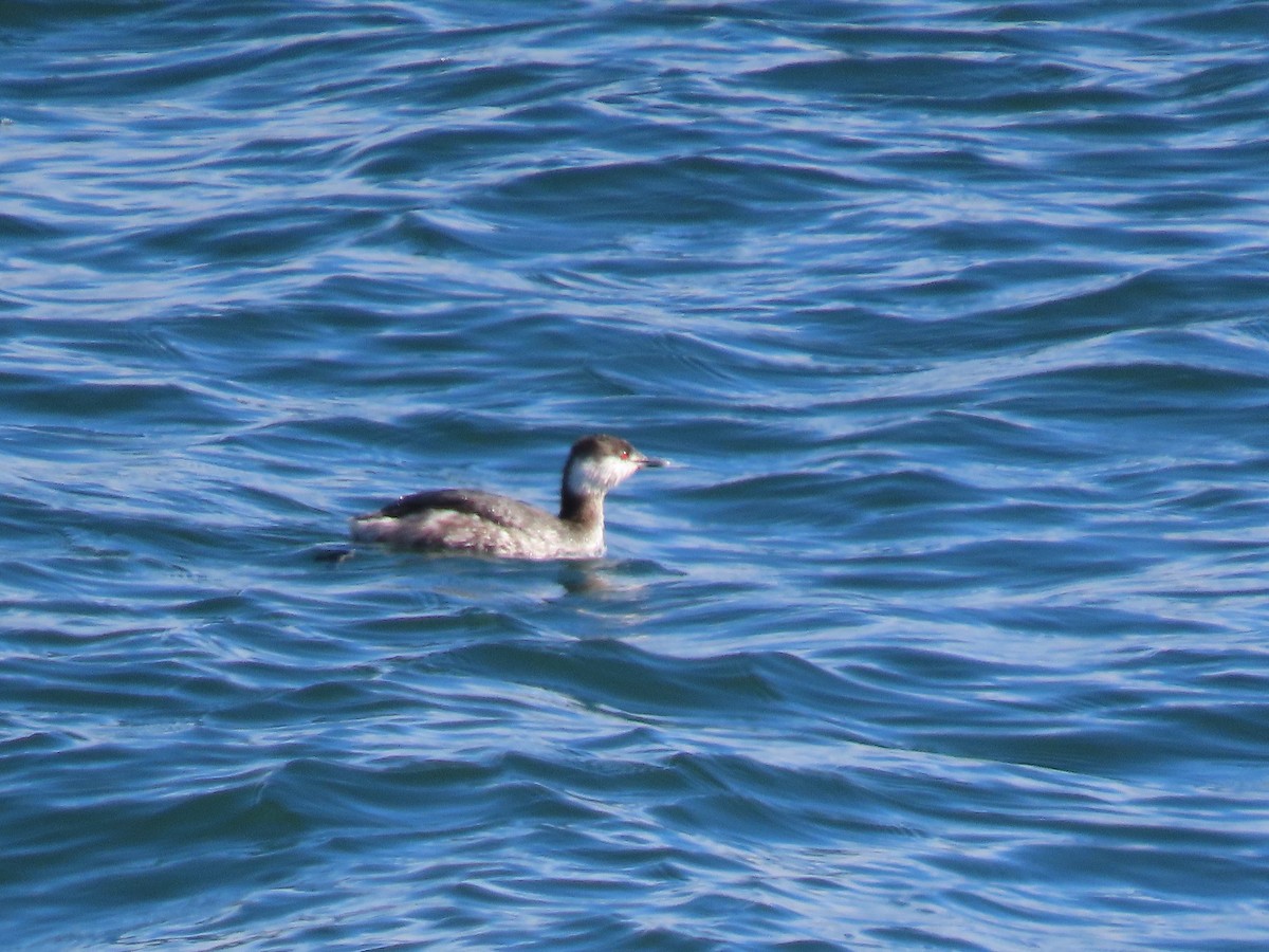 Horned Grebe - ML631805553