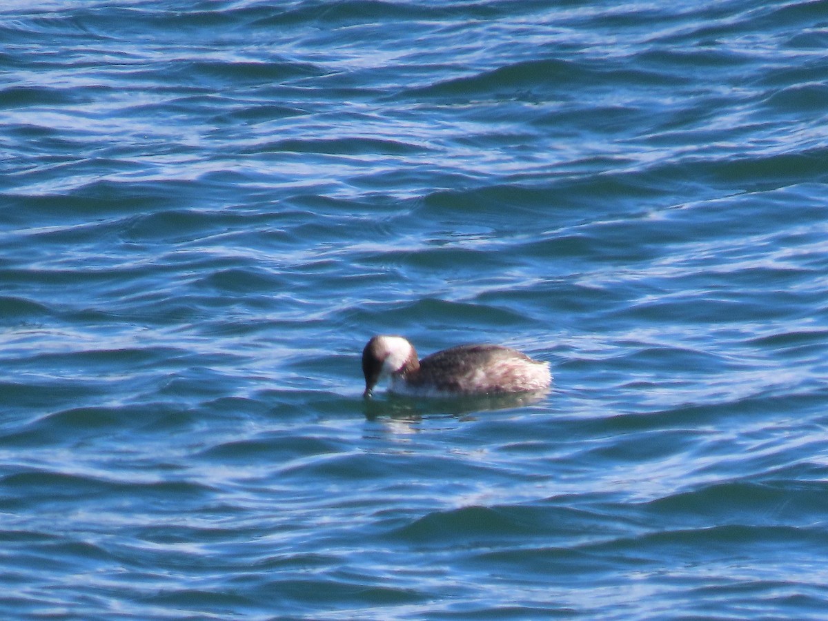 Horned Grebe - ML631805554