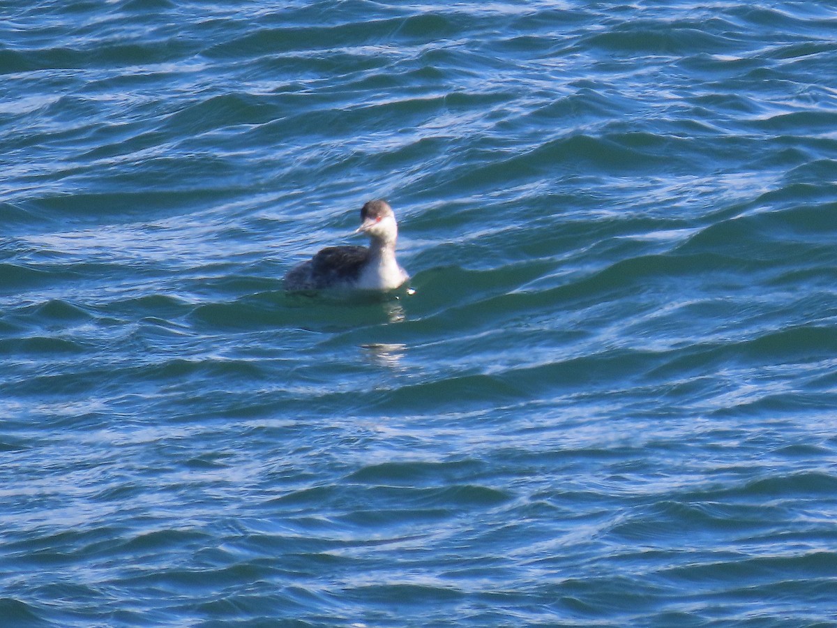 Horned Grebe - ML631805555