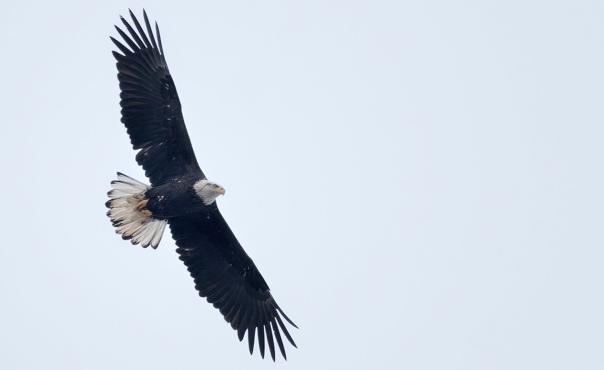 Bald Eagle - ML631805585