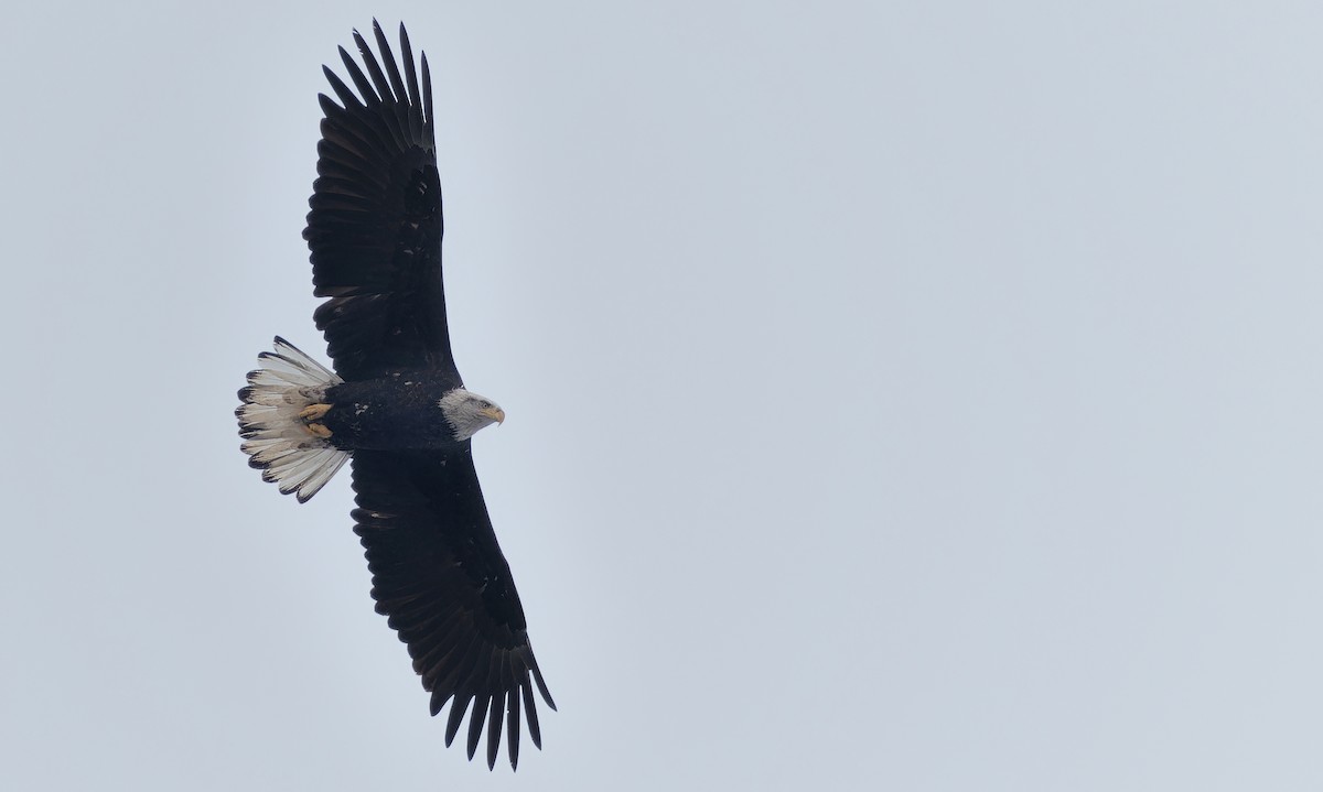 Bald Eagle - ML631805586