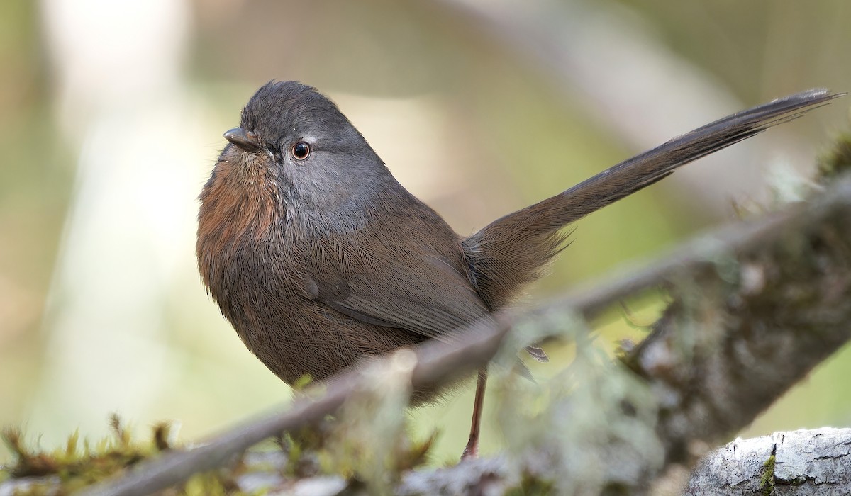Wrentit - ML631805591