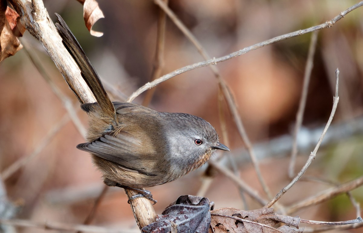 Wrentit - ML631805592