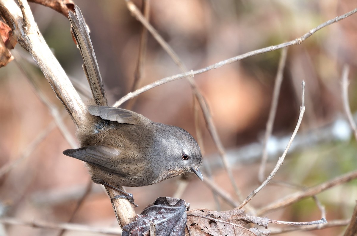 Wrentit - ML631805593
